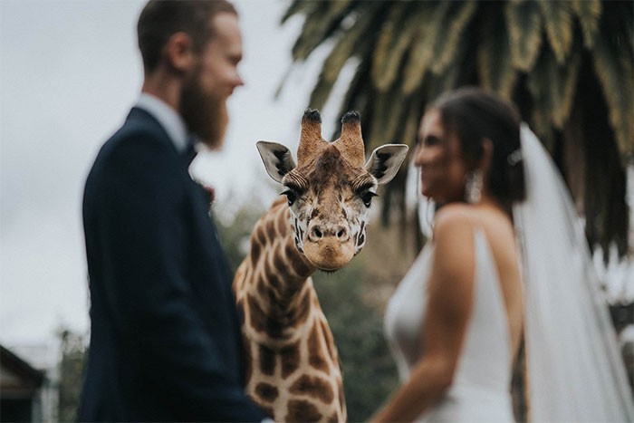 Właśnie ogłoszono najpiękniejsze zdjęcia ślubne z 2020 roku, a oto 30 najlepszych!