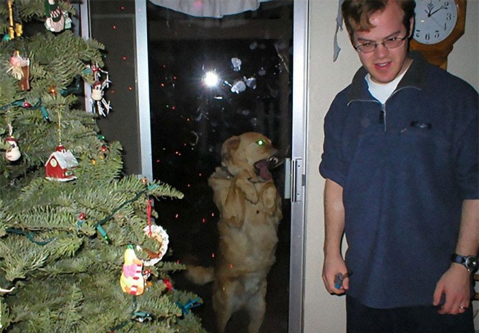 30 świątecznych zdjęć, które miały być ładne, dopóki psy ich nie zrujnowały!