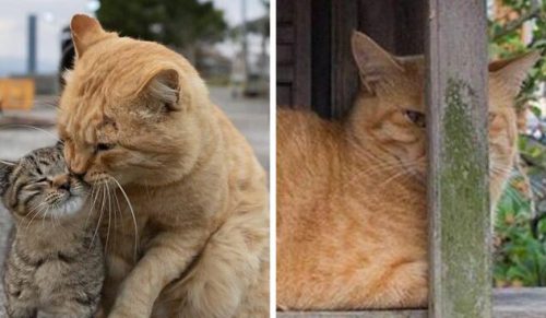 Japoński fotograf dokumentuje twarze bezdomnych kotów z Tokio!