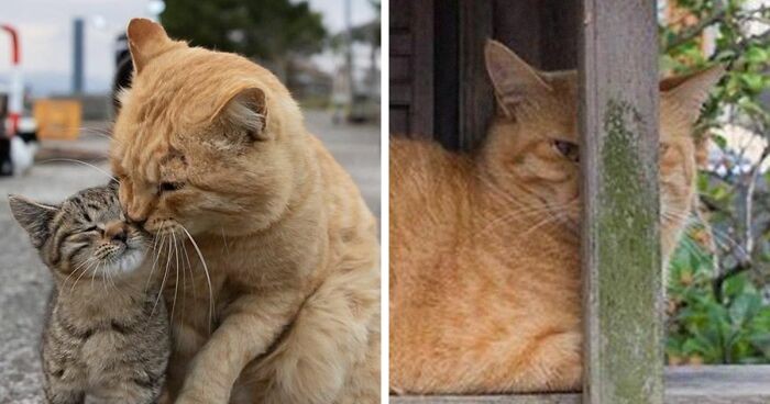 Japoński fotograf dokumentuje twarze bezdomnych kotów z Tokio!