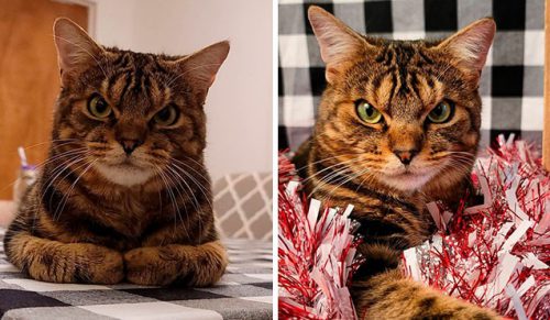 Giggles to kot, który wygląda jakby był wściekły, a w rzeczywistości jest totalnym słodziakiem!