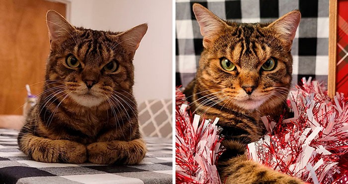 Giggles to kot, który wygląda jakby był wściekły, a w rzeczywistości jest totalnym słodziakiem!