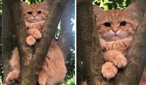 15 zdjęć kotów, które udowadniają, że nigdy ich nie zrozumiemy!