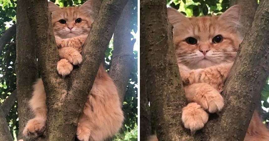 15 zdjęć kotów, które udowadniają, że nigdy ich nie zrozumiemy!