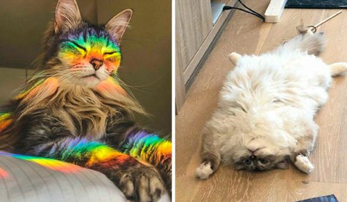 30 zdjęć kotów, które pozują lepiej niż supermodelki!