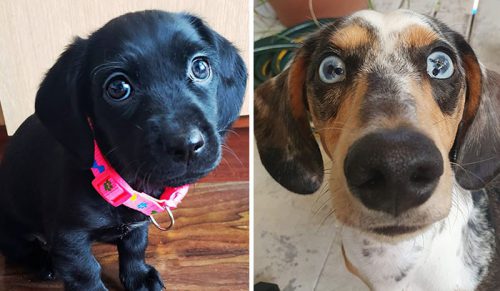 30 najlepszych zdjęć psów przesłanych do wyzwania #PrettyEyesChallenge!