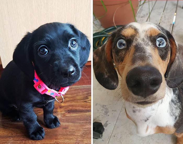 30 najlepszych zdjęć psów przesłanych do wyzwania #PrettyEyesChallenge!
