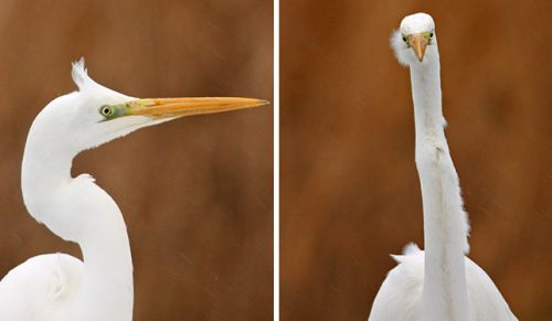 Fotograf udostępnił serię zabawnych zdjęć ptaków z frontu!