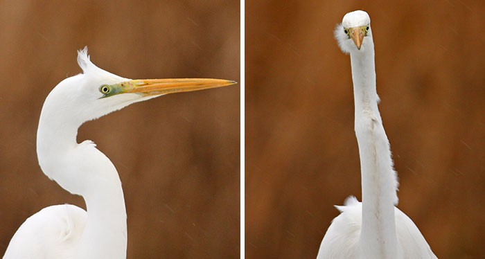 Fotograf udostępnił serię zabawnych zdjęć ptaków z frontu!