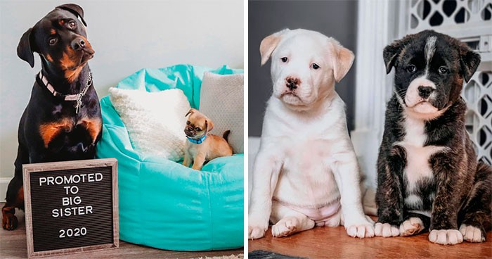 30 zdjęć psów, które pozują jak prawdziwe modelki!