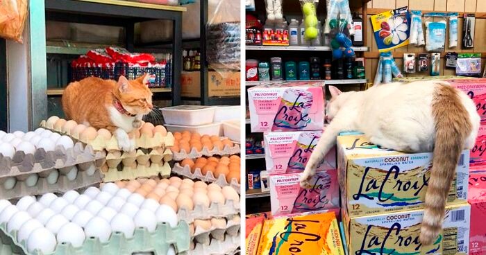 To konto na Twitterze gromadzi zdjęcia kotów w sklepach, które wyglądają na ich właścicieli!