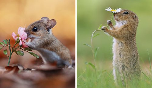 Wielokrotnie nagradzany fotograf pokazuje, co dzieje się w naturze, gdy zwierzęta są zostawione w spokoju!