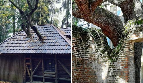 11 utalentowanych architektów, którzy zamiast wycinać lokalne drzewa „ozdobili” nimi swoje budynki!