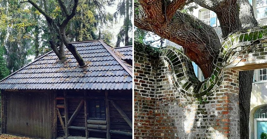 11 utalentowanych architektów, którzy zamiast wycinać lokalne drzewa „ozdobili” nimi swoje budynki!