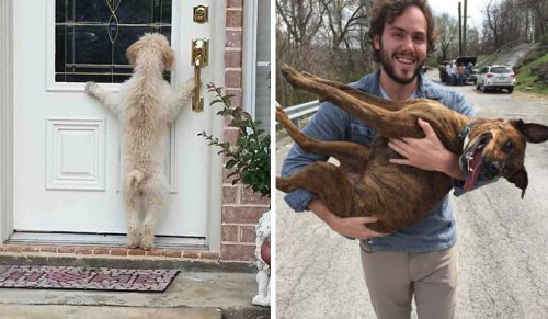 30 zdjęć przedstawiających zaginione psy wracające do swoich domów, które mogą cię wzruszyć!