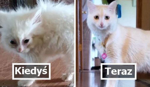 30 zdjęć „przed i po” małych kociąt zamieniających się w piękne dorosłe koty!