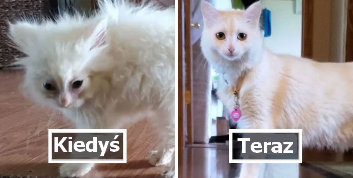30 zdjęć „przed i po” małych kociąt zamieniających się w piękne dorosłe koty!