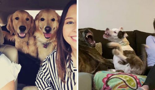 30 najlepszych zdjęć rodzinnych zawierających psy!
