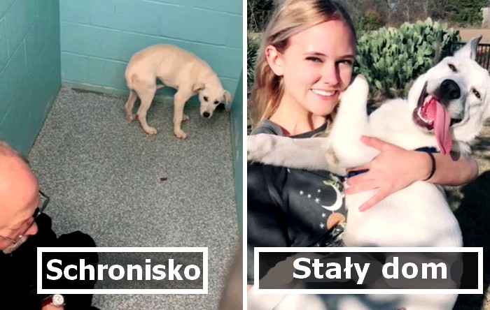Wyzwanie na TikToku sprawia, że ludzie dzielą się zdjęciami, jak ich psy wyglądały w schronisku i jak wyglądają teraz!