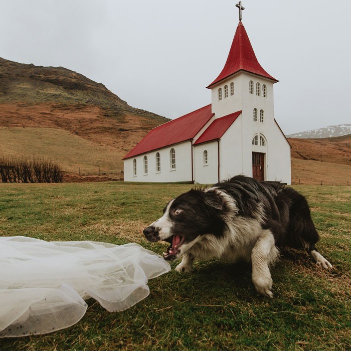 19 uroczych psów, które dostały się do finału najlepszych zdjęć ślubnych świata!