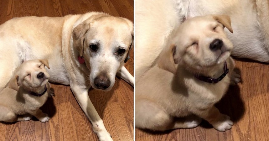15 zdjęć psów, które mogą sprawić, że rozważysz zdobycie puszystego przyjaciela!