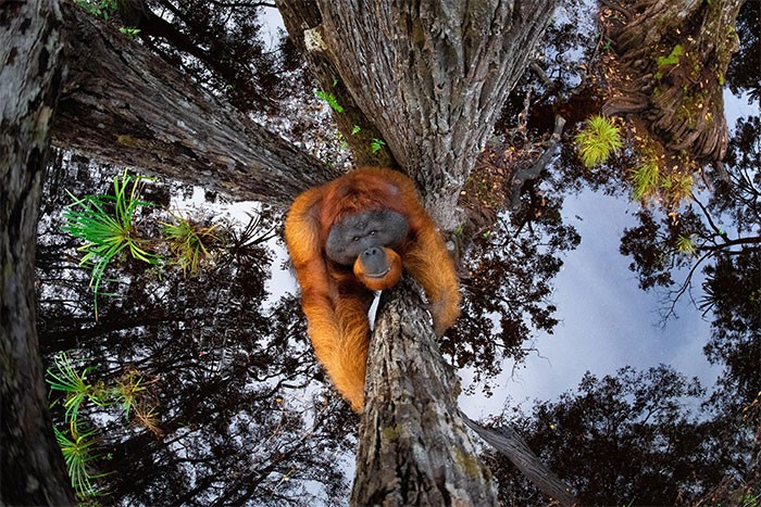 30 niesamowitych zwycięzców konkursu World Nature Photography Awards 2020!