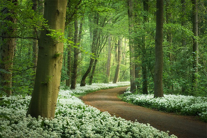 Wiosna w Holandii jest magiczna, a oto 30 zdjęć, które to udowodnią!