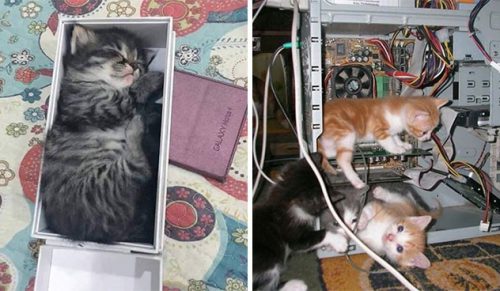 30 zdjęć kotów w miejscach, w których nie powinny być, ale są, ponieważ mogą!