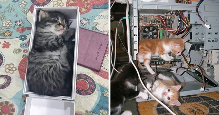 30 zdjęć kotów w miejscach, w których nie powinny być, ale są, ponieważ mogą!