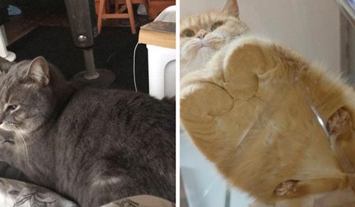 31 osób udostępniło jedne z najsłodszych zdjęć kotów, które zmieniły się bochenki!