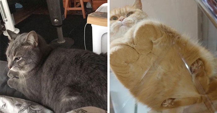 31 osób udostępniło jedne z najsłodszych zdjęć kotów, które zmieniły się bochenki!