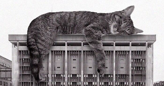 Konto na Instagramie łączy brutalistyczną architekturę z gigantycznymi kotami, a wynik jest uroczy!