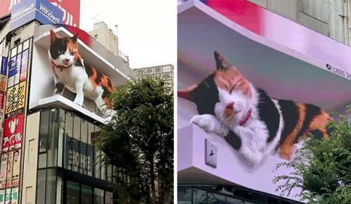 Gigantyczny, hiperrealistyczny billboard 3D z kotem pojawił się w Tokio, hipnotyzując przechodniów!