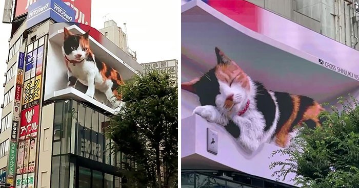 Gigantyczny, hiperrealistyczny billboard 3D z kotem pojawił się w Tokio, hipnotyzując przechodniów!