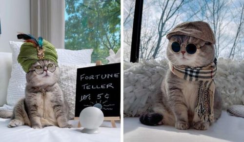 Poznaj Bensona, dawniej porzuconego kota, który stał się gwiazdą Instagrama!