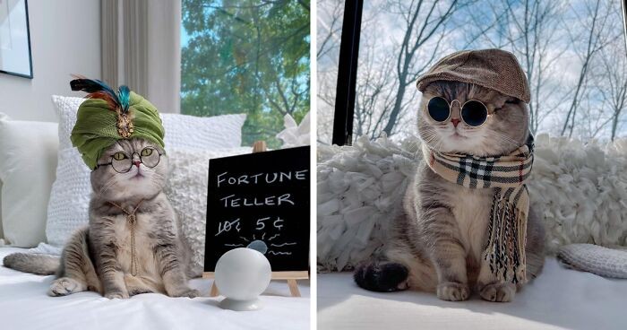 Poznaj Bensona, dawniej porzuconego kota, który stał się gwiazdą Instagrama!