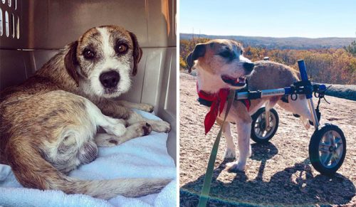 Kolejne zdjęciami psów „przed i po” adopcji, które dowodzą, że ratunek zmienia życie!