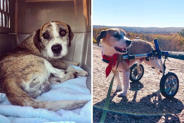 Kolejne zdjęciami psów „przed i po” adopcji, które dowodzą, że ratunek zmienia życie!