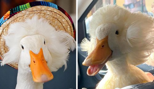 Oto 30 zdjęć Gertrudy, kaczki, która słynie z posiadania „włosów”!