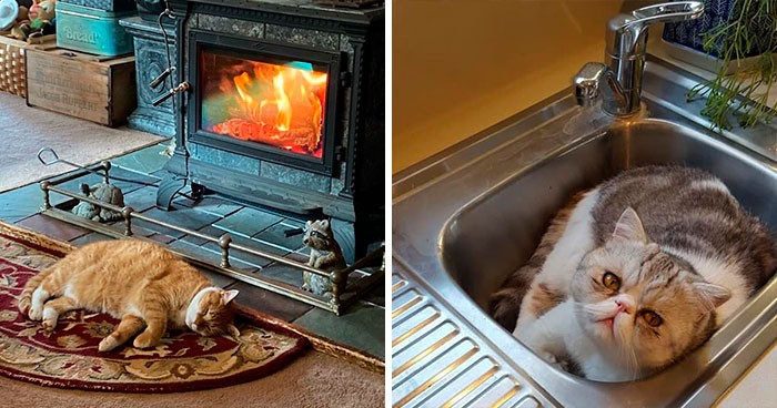 30 najlepszych zdjęć z serii: „mój dom, nie mój kot”!