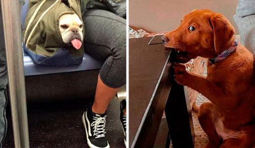 30 najśmieszniejszych zdjęć psów, jakie dziś zobaczysz w internecie!