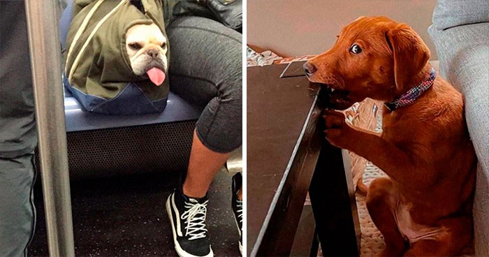 30 najśmieszniejszych zdjęć psów, jakie dziś zobaczysz w internecie!