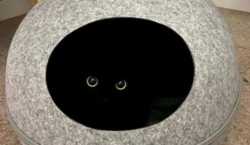 Ten czarny kot jest tak uroczy i dziwaczny, że przejął Instagram!
