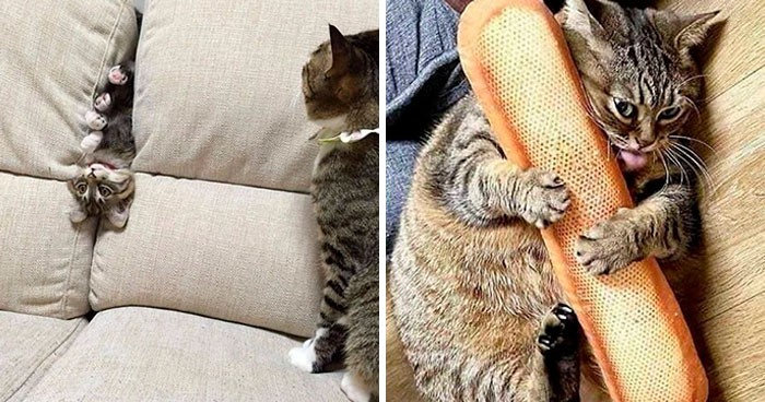 30 najśmieszniejszych zdjęć kotów, jakie dziś zobaczysz w internecie!