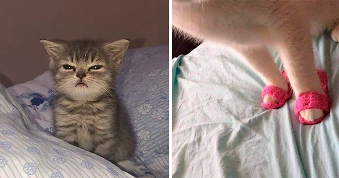 30 wybitnie śmiesznych zdjęć kotów z konta „Cat Virus.Exe” na Instagramie!