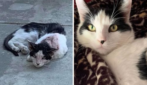 30 zdjęć „przed i po” adopcji, które pokazuą, jak miłość i opieka zmieniają koty!