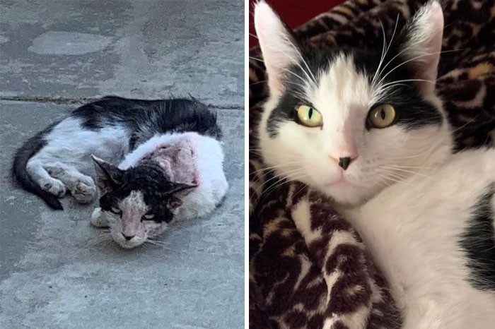 30 zdjęć „przed i po” adopcji, które pokazuą, jak miłość i opieka zmieniają koty!
