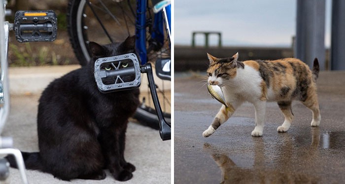 40 niezwykle zabawnych i uroczych zdjęć japońskich bezpańskich kotów, autorstwa Masayukiego Oki!
