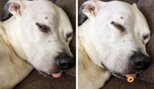 20 psów, które śpią w najdziwniejszych pozach!