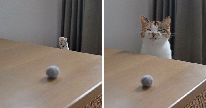 30 chwil, gdy właściciele kotów byli zafascynowani ząbkami swoich pupili!